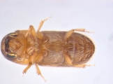 Miocryphalus sp2037_Tan 13662