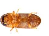 Miocryphalus sp2037_Tan 13662