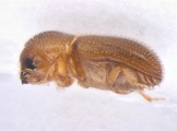 Miocryphalus sp2037_Tan 13662