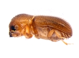 Miocryphalus sp2037_Tan 13662