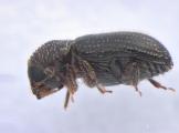 Miocryphalus sp2038_Cam 13661