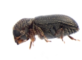 Miocryphalus sp2038_Cam 13661