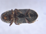 Miocryphalus sp2038_Cam 13661