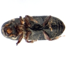 Miocryphalus sp2038_Cam 13661