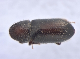 Miocryphalus sp2038_Cam 13661
