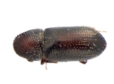 Miocryphalus sp2038_Cam 13661