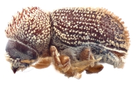 Neocryphalus argentinensis 11823