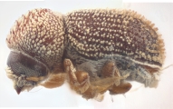 Neocryphalus argentinensis 11823