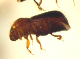 Ozopemon spp 14545