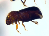 Ozopemon spp 14545