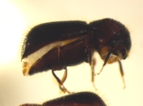 Ozopemon spp 14545