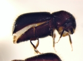 Ozopemon spp 14545