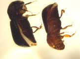 Ozopemon spp 14545
