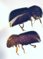Ozopemon spp 14545