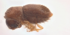 Periocryphalus pullus 12248