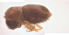 Periocryphalus pullus 12248