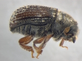 Phloeosinus sp2041_AZ 14152