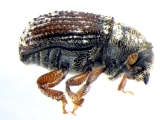 Phloeosinus sp2041_AZ 14152