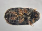 Phloeosinus sp2041_AZ 14152