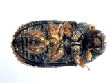 Phloeosinus sp2041_AZ 14152