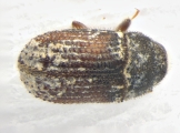 Phloeosinus sp2041_AZ 14152