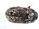 Phloeosinus sp2041_AZ 14152
