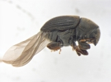 Phrixosoma sp2039_Ecuador 13965