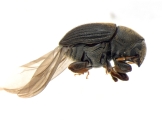 Phrixosoma sp2039_Ecuador 13965