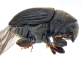 Phrixosoma sp2039_Ecuador 13965
