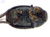 Phrixosoma sp2039_Ecuador 13965