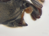 Phrixosoma sp2039_Ecuador 13965