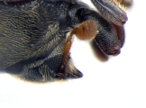 Phrixosoma sp2039_Ecuador 13965