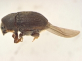 Phrixosoma sp2039_Ecuador 14129