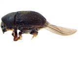Phrixosoma sp2039_Ecuador 14129