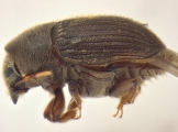 Phrixosoma sp2039_Ecuador 14129