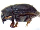 Phrixosoma sp2039_Ecuador 14129