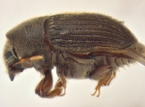 Phrixosoma sp2039_Ecuador 14129