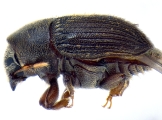 Phrixosoma sp2039_Ecuador 14129