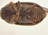 Phrixosoma sp2039_Ecuador 14129