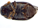 Phrixosoma sp2039_Ecuador 14129
