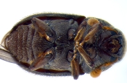 Phrixosoma sp2039_Ecuador 14129