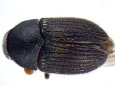 Phrixosoma sp2039_Ecuador 14129