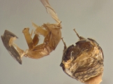 Phrixosoma sp2039_Ecuador 14129