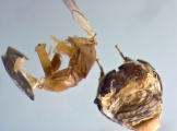 Phrixosoma sp2039_Ecuador 14129