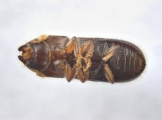 Pityoborus comatus 13688