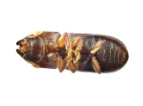 Pityoborus comatus 13688
