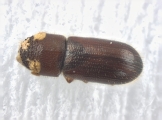 Pityoborus comatus 13688