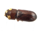 Pityoborus comatus 13688