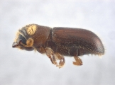 Pityoborus comatus 13688