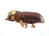 Pityoborus comatus 13688